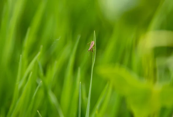 Beetle Its Natural Environment — Stock Photo, Image