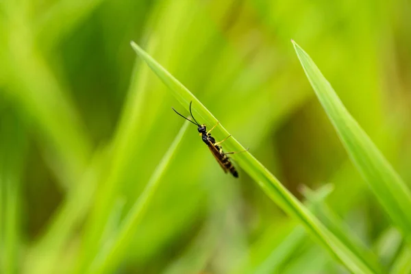 Escarabajo Entorno Natural —  Fotos de Stock