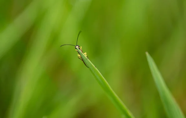 Escarabajo Entorno Natural —  Fotos de Stock