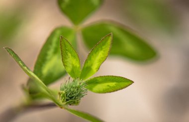 Dağ nehrinin kıyısında yabani yonca