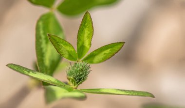 Dağ nehrinin kıyısında yabani yonca