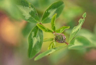 Dağ nehrinin kıyısında yabani yonca