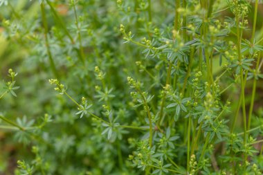 Nehir kıyısında yumuşak glium mollgo
