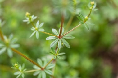 Nehir kıyısında yumuşak glium mollgo
