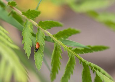 Uğur böceği doğal ortamında