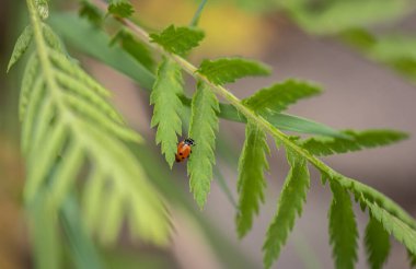 Uğur böceği doğal ortamında