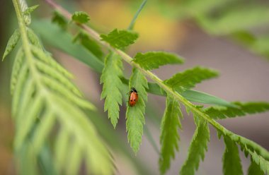 Uğur böceği doğal ortamında