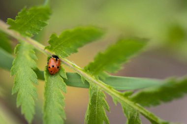 Uğur böceği doğal ortamında