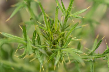 Dikenli devedikenli dağın etli yaprakları