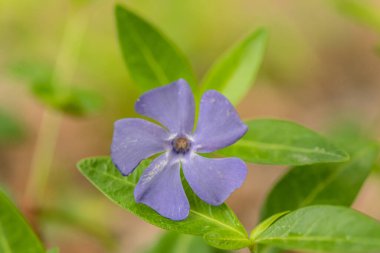 Mavi menekşe çiçeği makro pozu