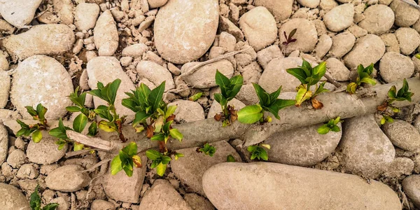 Jeunes Pousses Sur Une Branche Arbre Séchée — Photo