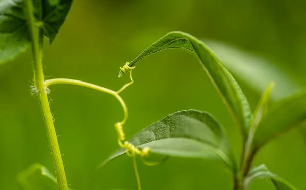 自然条件下での野生植物エキノシステム — ストック写真