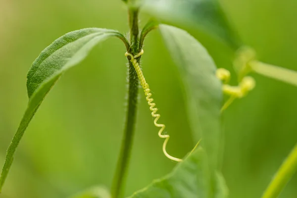 Planta Selvagem Echinocystis Condições Naturais — Fotografia de Stock