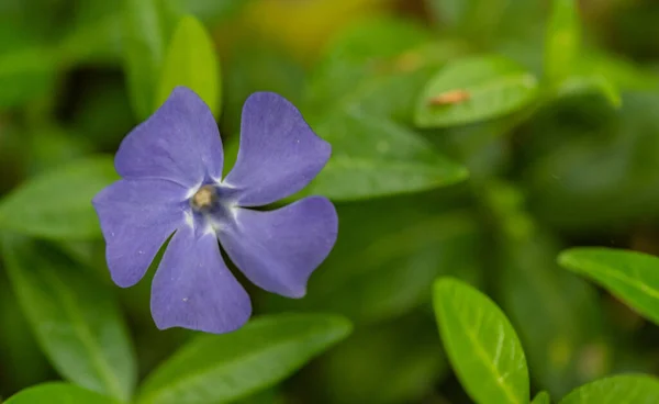 Flor Azul Periwinkle Macro Disparo — Foto de Stock