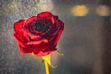 Değişken lüks çiğ damlaları ile yakın plan yükseldi