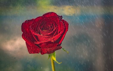 Değişken lüks çiğ damlaları ile yakın plan yükseldi