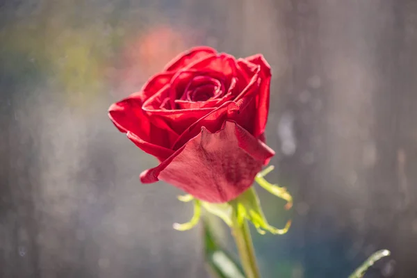 Varietal Luxury Rose Close Dew Drops — Stock Photo, Image