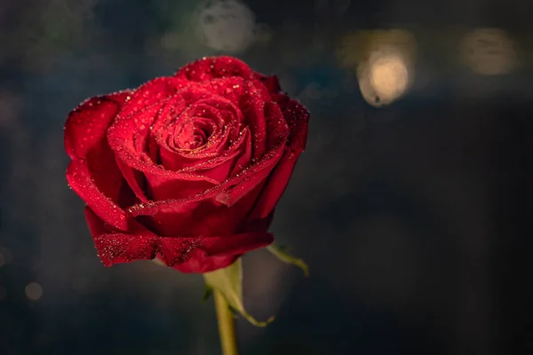 品种豪华玫瑰与露珠的特写 — 图库照片