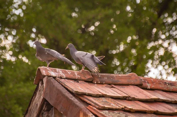 Pair Urban Pigeons Roof — Stock Photo, Image