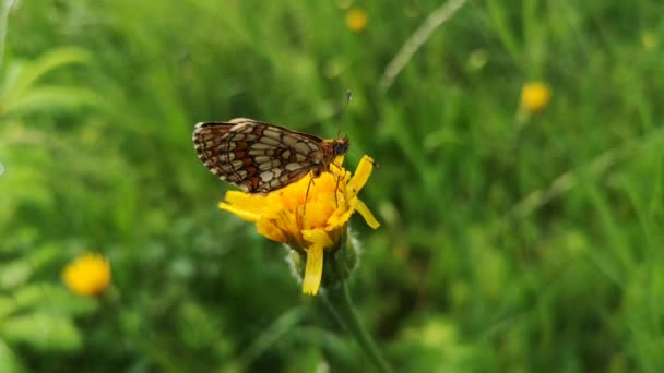 Бабочка Сидит Растении После Дождя — стоковое видео