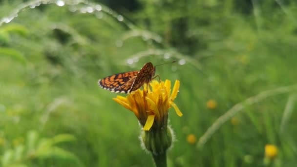 Borboleta Senta Uma Fábrica Depois Chuva — Vídeo de Stock