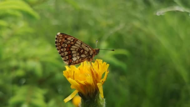 Бабочка Сидит Растении После Дождя — стоковое видео