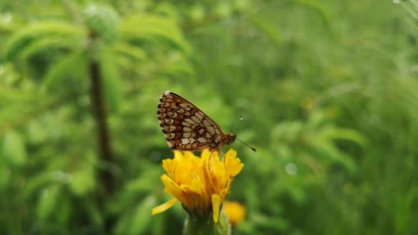 Schmetterling Sitzt Nach Regen Auf Einer Pflanze — Stockvideo