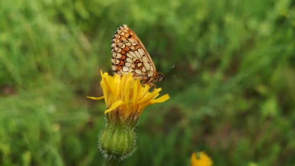 Borboleta Senta Uma Fábrica Depois Chuva — Vídeo de Stock