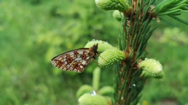 Papillon Est Assis Sur Une Plante Après Pluie — Video