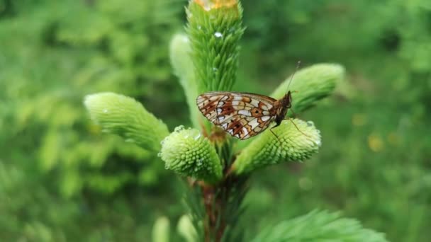 Πεταλούδα Κάθεται Ένα Φυτό Μετά Βροχή — Αρχείο Βίντεο