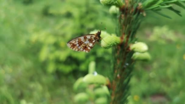Kelebek Yağmurdan Sonra Bir Bitkiye Oturur — Stok video