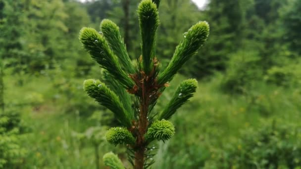 Young Shoots Christmas Tree Branch Rain — Stock Video