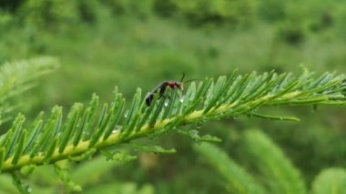 Cantharidae kırmızı bacaklı böcek yağmurdan sonra kurur.