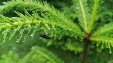 Cantharidae kırmızı bacaklı böcek yağmurdan sonra kurur.