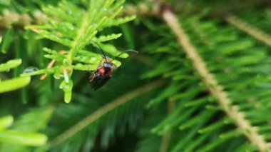 Cantharidae kırmızı bacaklı böcek yağmurdan sonra kurur.