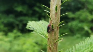 Cantharidae kırmızı bacaklı böcek yağmurdan sonra kurur.