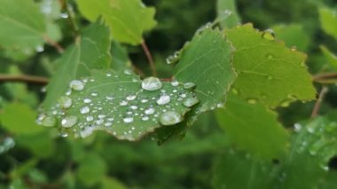 Yeşil kavak yapraklarında yağmur damlaları