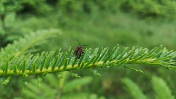 Cantharidae Kırmızı Bacaklı Böcek Yağmurdan Sonra Kurur — Stok video