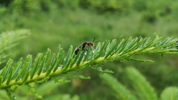 赤い足の甲虫は雨の後に乾く — ストック動画