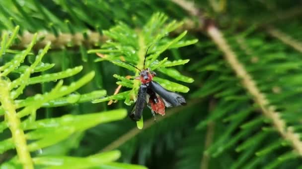 Cantharidae Κόκκινο Σκαθάρι Στεγνώνει Μετά Βροχή — Αρχείο Βίντεο
