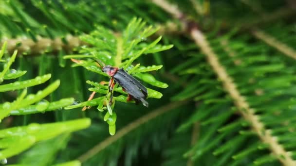 Cantharidae Rödbenta Skalbaggar Torkar Upp Sig Efter Regn — Stockvideo