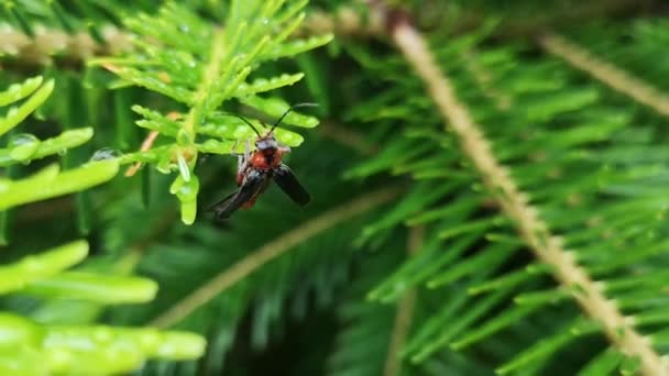 Cantharidae Κόκκινο Σκαθάρι Στεγνώνει Μετά Βροχή — Αρχείο Βίντεο