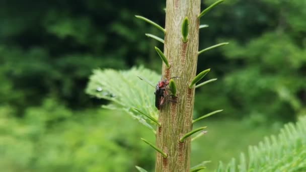 Cantharidae Rödbenta Skalbaggar Torkar Upp Sig Efter Regn — Stockvideo