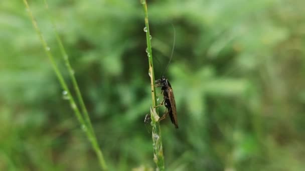 Cucaracha Del Bosque Sienta Tallo Mojado — Vídeos de Stock