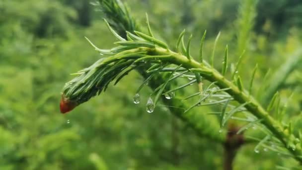 Gotas Chuva Nos Galhos Jovens Uma Árvore Natal — Vídeo de Stock