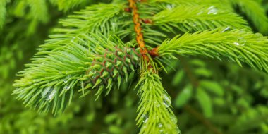 Bir Noel ağacının genç dallarına yağmur damlaları yağar