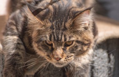 Bir Maine Rakunu 'nun portresi bilye kaplı kedi yavrusu rengi