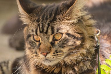 Bir Maine Rakunu 'nun portresi bilye kaplı kedi yavrusu rengi