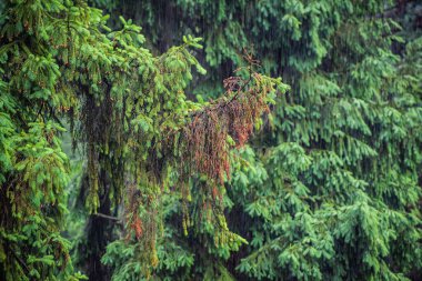 Karpatlar 'da yağmur altında yaz ormanı