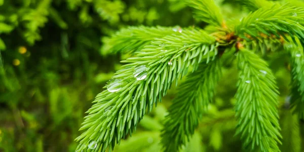 Dešťové Kapky Mladé Větve Vánočního Stromku — Stock fotografie